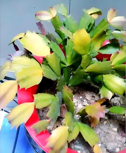 哪些蟹爪兰品种叶子会发红？-第1张图片-宁夏农业信息网