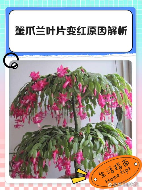 哪些蟹爪兰品种叶子会发红？-第2张图片-宁夏农业信息网