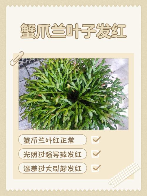 哪些蟹爪兰品种叶子会发红？-第3张图片-宁夏农业信息网