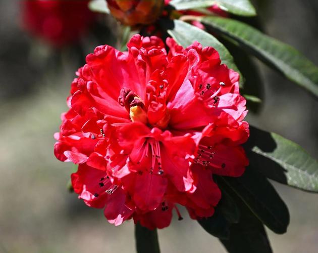 哪些杜鹃花品种颜色最艳丽？-第1张图片-宁夏农业信息网