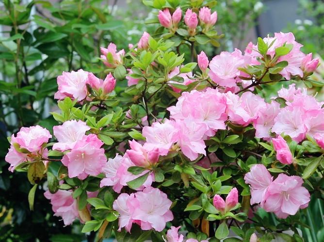 哪些杜鹃花品种颜色最艳丽？-第2张图片-宁夏农业信息网