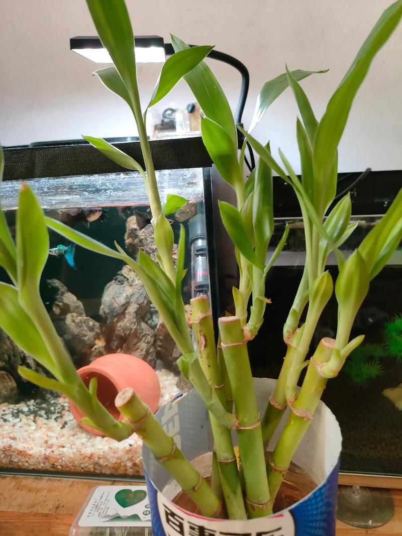 南三虾鱼混养，哪些品种搭配好？-第1张图片-宁夏农业信息网