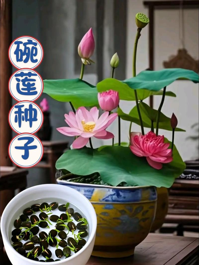 碗莲根水培怎么种？-第1张图片-宁夏农业信息网