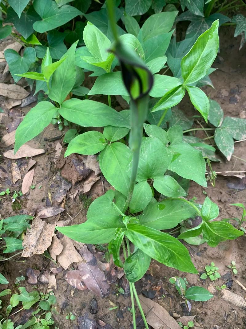 夏季适合种哪些中药？-第1张图片-宁夏农业信息网