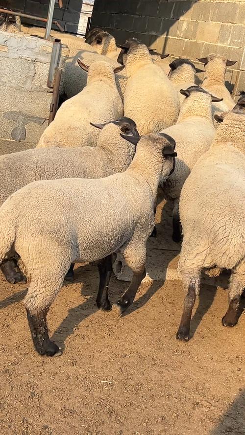 哪种肉羊品种产肉量最高？-第1张图片-宁夏农业信息网