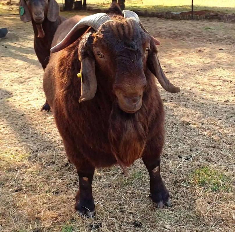 哪种肉羊品种产肉量最高？-第3张图片-宁夏农业信息网
