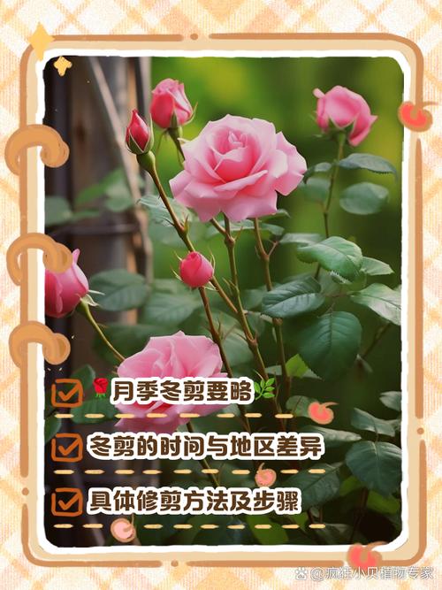 冬季月季花怎么养才越冬？-第2张图片-宁夏农业信息网