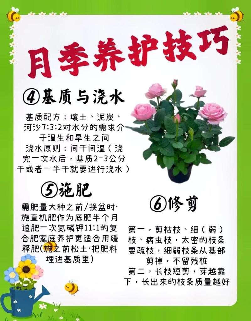 冬季月季花怎么养才越冬？-第1张图片-宁夏农业信息网