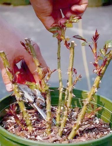 冬季月季花怎么养才越冬？-第3张图片-宁夏农业信息网