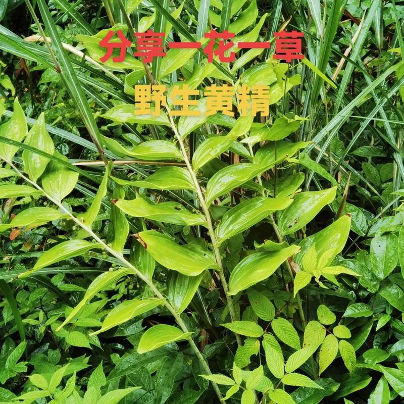 秋季适合种哪些中药？-第1张图片-宁夏农业信息网