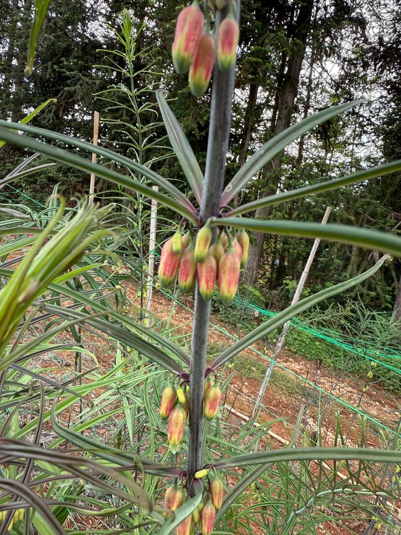 秋季适合种哪些中药？-第2张图片-宁夏农业信息网