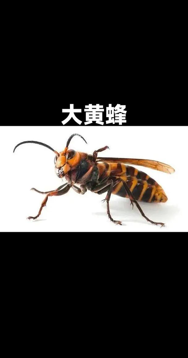 中蜂什么品种的蜜蜂好-第3张图片-宁夏农业信息网