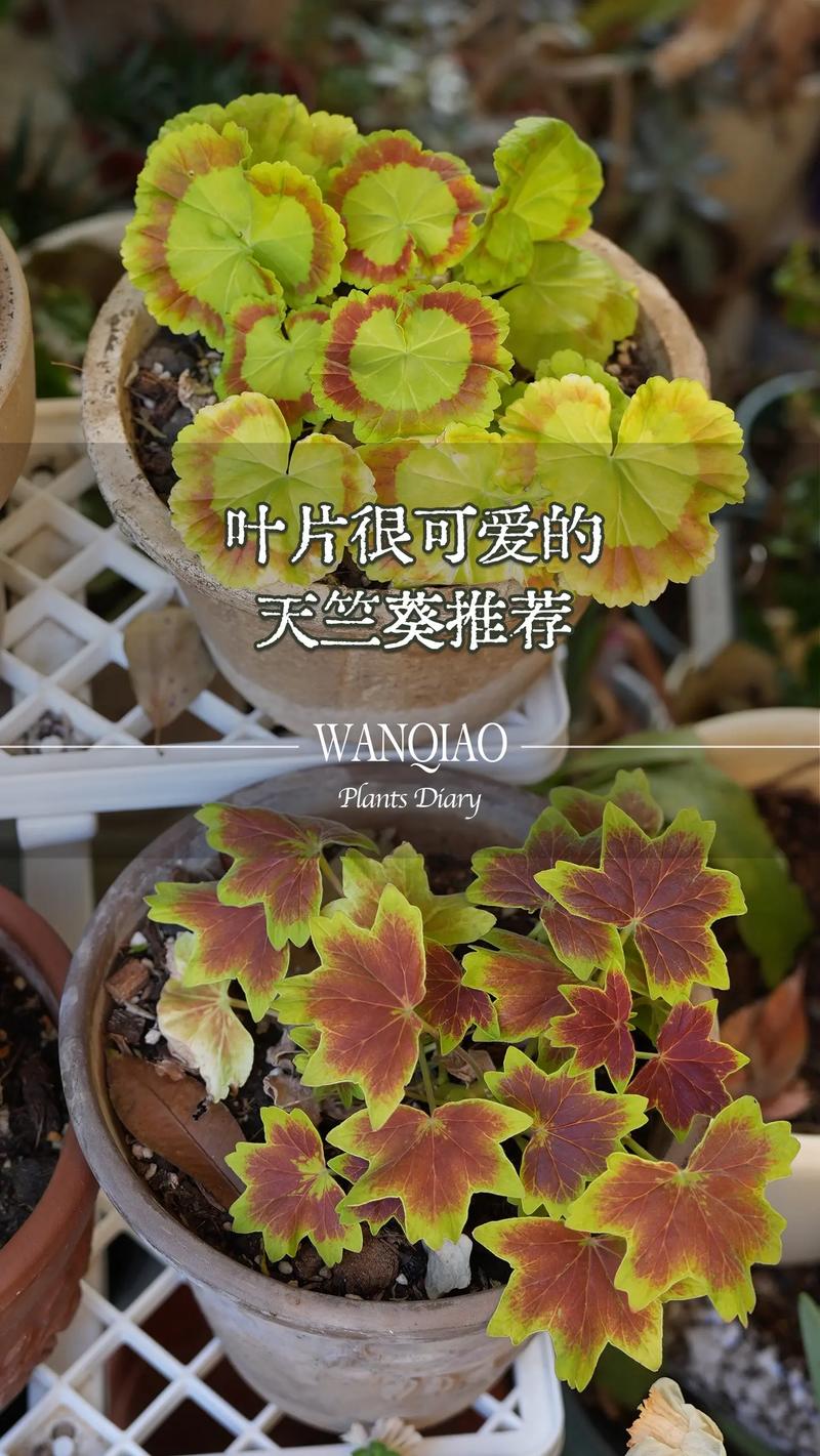 天竺葵品种到底有多少？-第3张图片-宁夏农业信息网