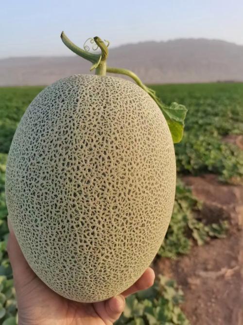 世界哈密瓜有哪些品种-第1张图片-宁夏农业信息网