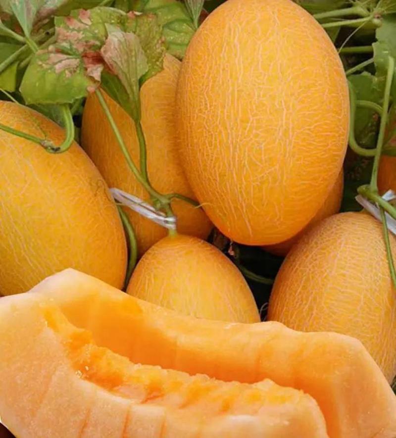 世界哈密瓜有哪些品种-第2张图片-宁夏农业信息网