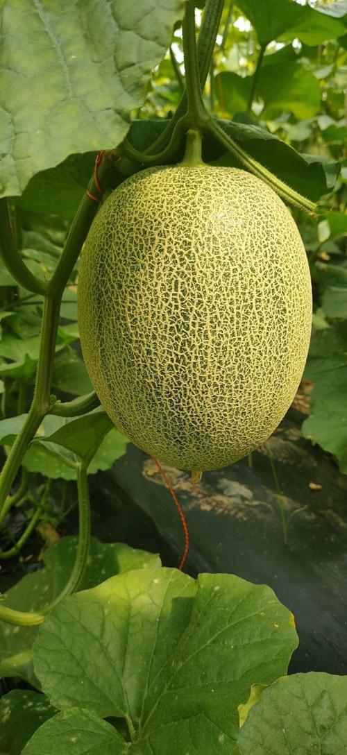 世界哈密瓜有哪些品种-第3张图片-宁夏农业信息网