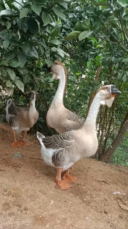 家养选什么品种的鹅合适？-第1张图片-宁夏农业信息网