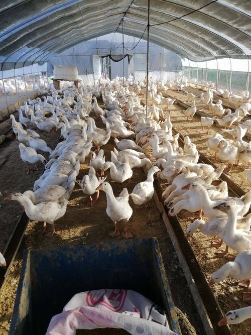 家养选什么品种的鹅合适？-第2张图片-宁夏农业信息网