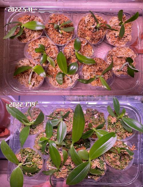 蝴蝶兰幼苗的栽培方法-第1张图片-宁夏农业信息网