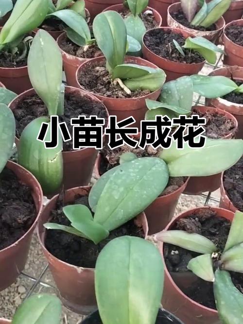 蝴蝶兰幼苗的栽培方法-第2张图片-宁夏农业信息网