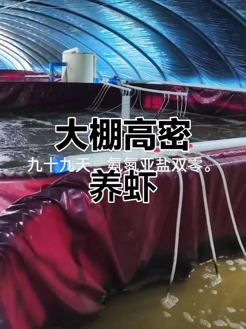 大棚南美白对虾新品种有何优势？-第1张图片-宁夏农业信息网