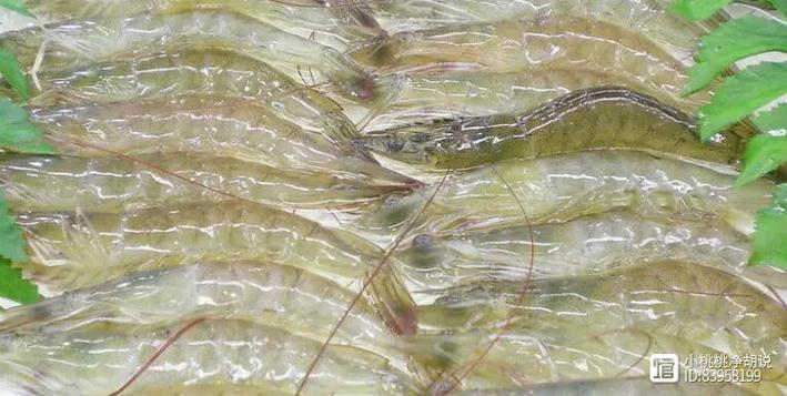 大棚南美白对虾新品种有何优势？-第2张图片-宁夏农业信息网