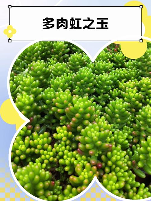 虹之玉锦怎么养才爆盆？-第1张图片-宁夏农业信息网