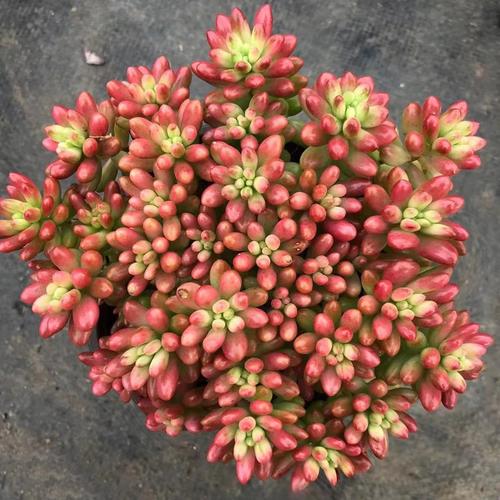 虹之玉锦怎么养才爆盆？-第2张图片-宁夏农业信息网