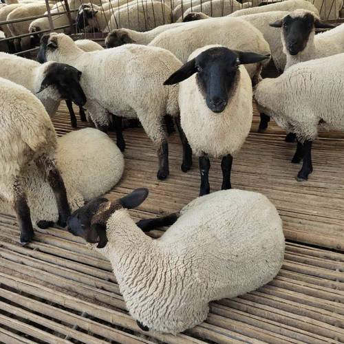 最漂亮的羊品种是什么-第1张图片-宁夏农业信息网