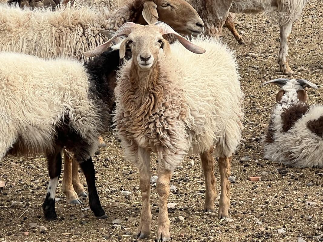 最漂亮的羊品种是什么-第2张图片-宁夏农业信息网