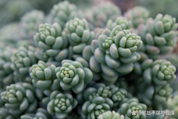 姬星美人家庭养殖方法有哪些关键步骤？-第1张图片-宁夏农业信息网