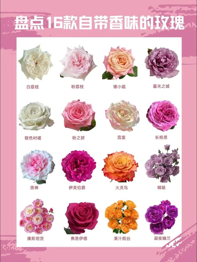 哪些玫瑰品种自带迷人香气？-第1张图片-宁夏农业信息网