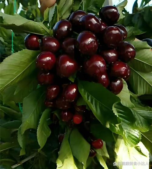 什么样樱桃品种最优良-第1张图片-宁夏农业信息网