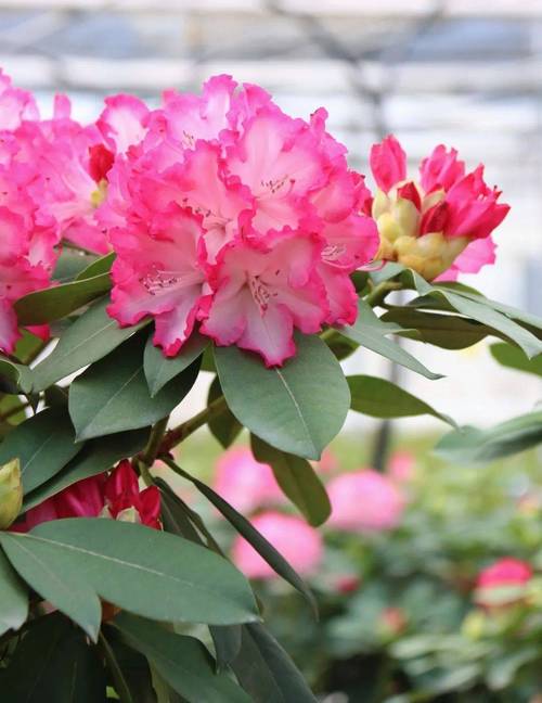 杜鹃花各品种图片大全-第1张图片-宁夏农业信息网