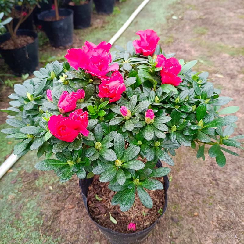 杜鹃花各品种图片大全-第2张图片-宁夏农业信息网