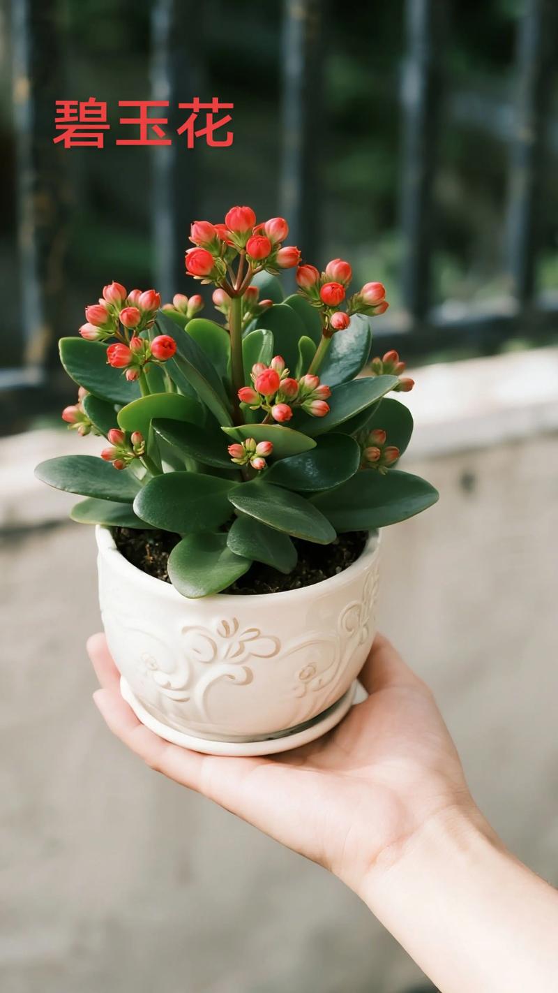 多肉 碧辉是什么品种-第1张图片-宁夏农业信息网