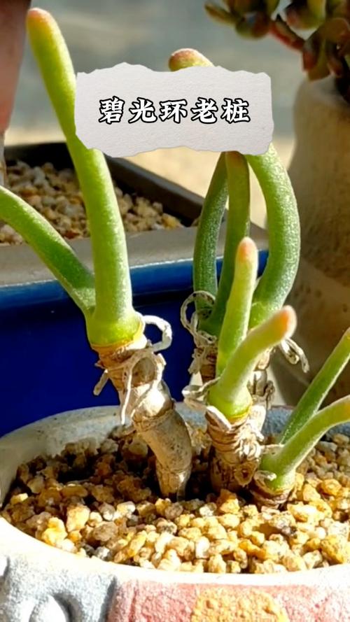 多肉 碧辉是什么品种-第2张图片-宁夏农业信息网