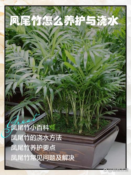 凤尾竹家庭养殖怎么养才好?-第1张图片-宁夏农业信息网 凤尾竹家庭养殖怎么养才好?-第1张图片-宁夏农业信息网