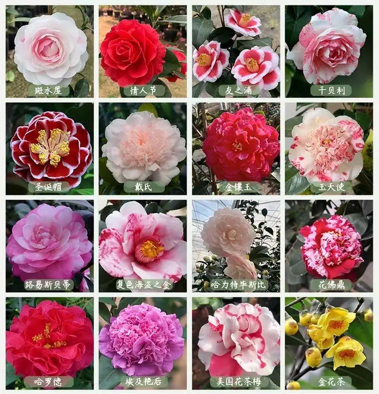 山茶花最好的品种图片-第1张图片-宁夏农业信息网