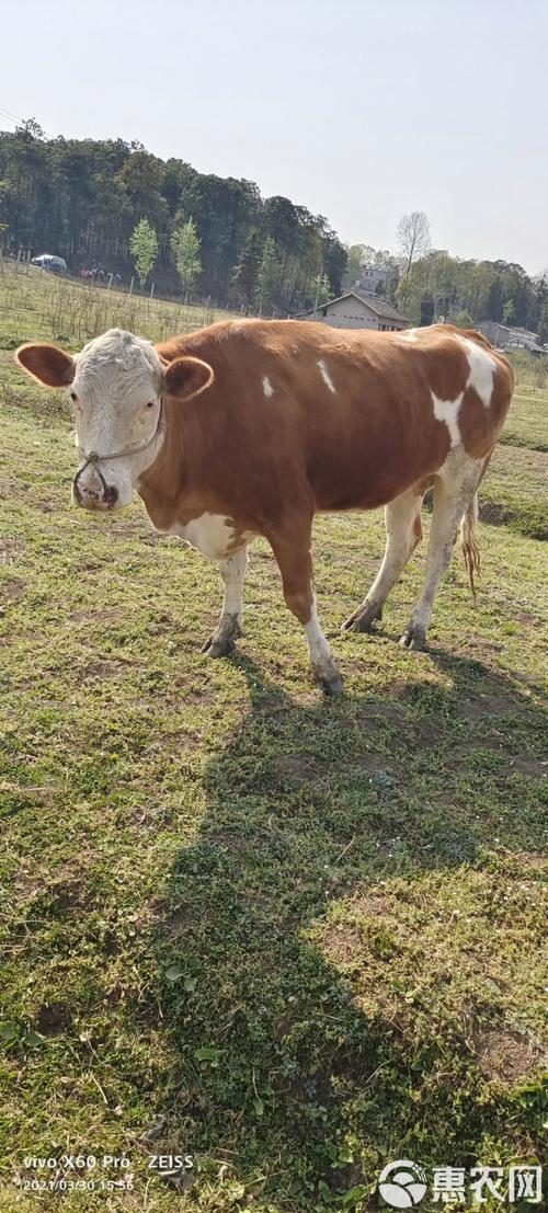 什么牛杂交品种长得最快？-第1张图片-宁夏农业信息网