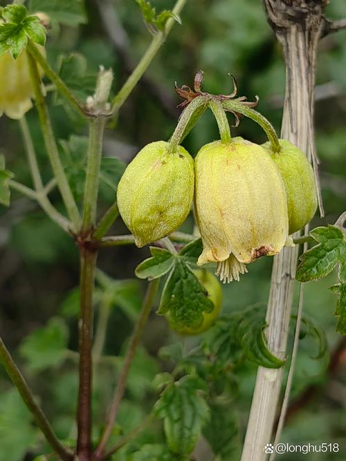 铁线莲哪个品种花期最长？-第1张图片-宁夏农业信息网