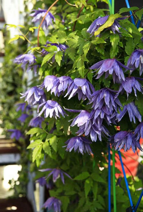 铁线莲哪个品种花期最长？-第2张图片-宁夏农业信息网