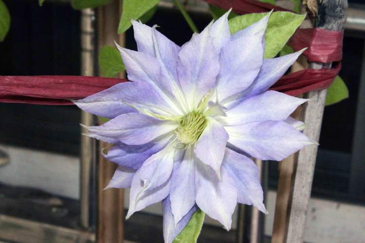 铁线莲哪个品种花期最长？-第3张图片-宁夏农业信息网