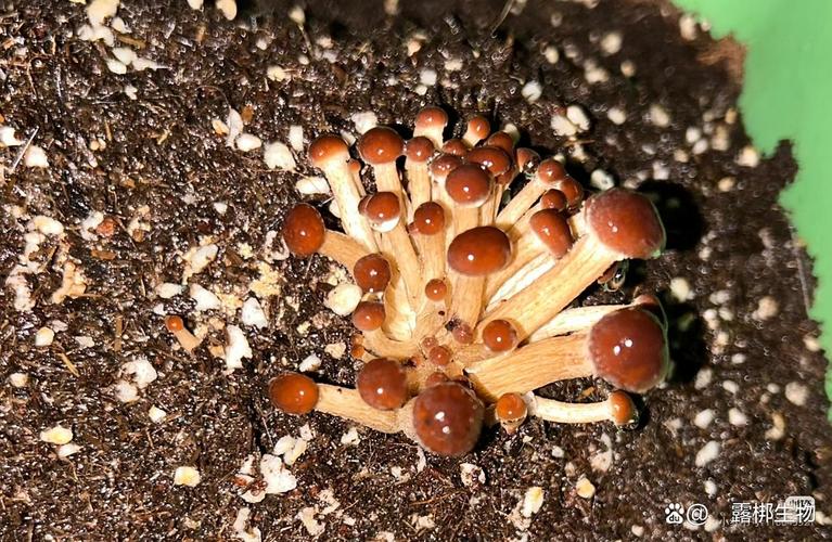 茶树菇怎么种？关键技术与方法有哪些？-第1张图片-宁夏农业信息网