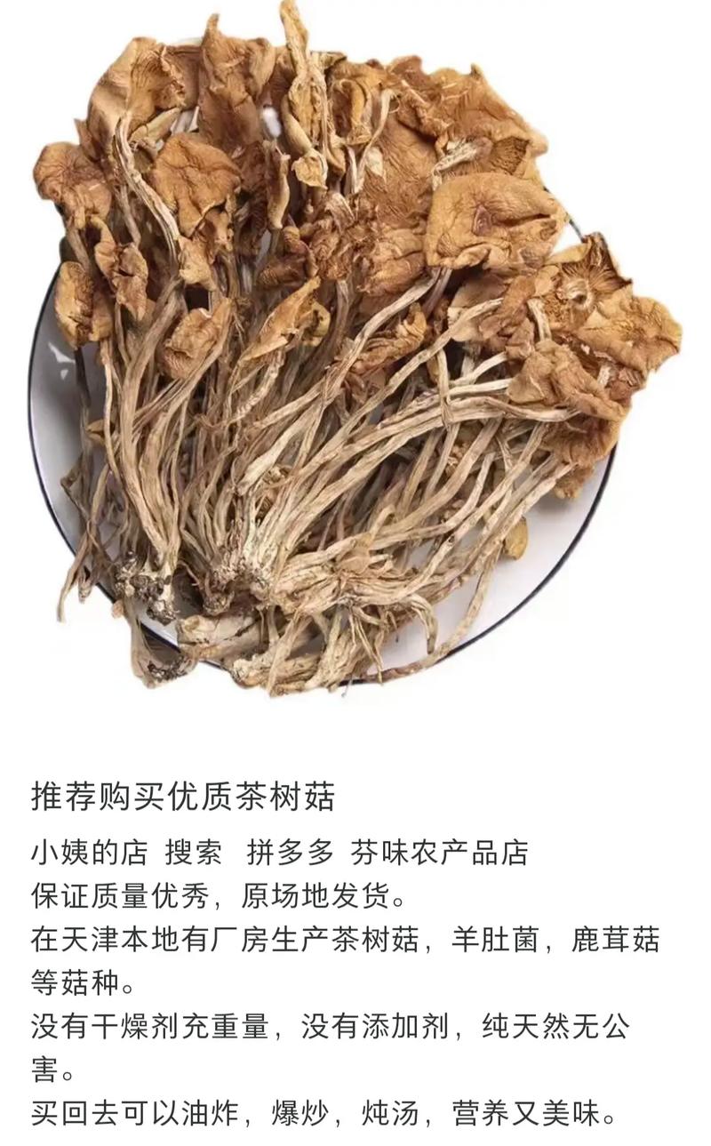 茶树菇怎么种？关键技术与方法有哪些？-第2张图片-宁夏农业信息网