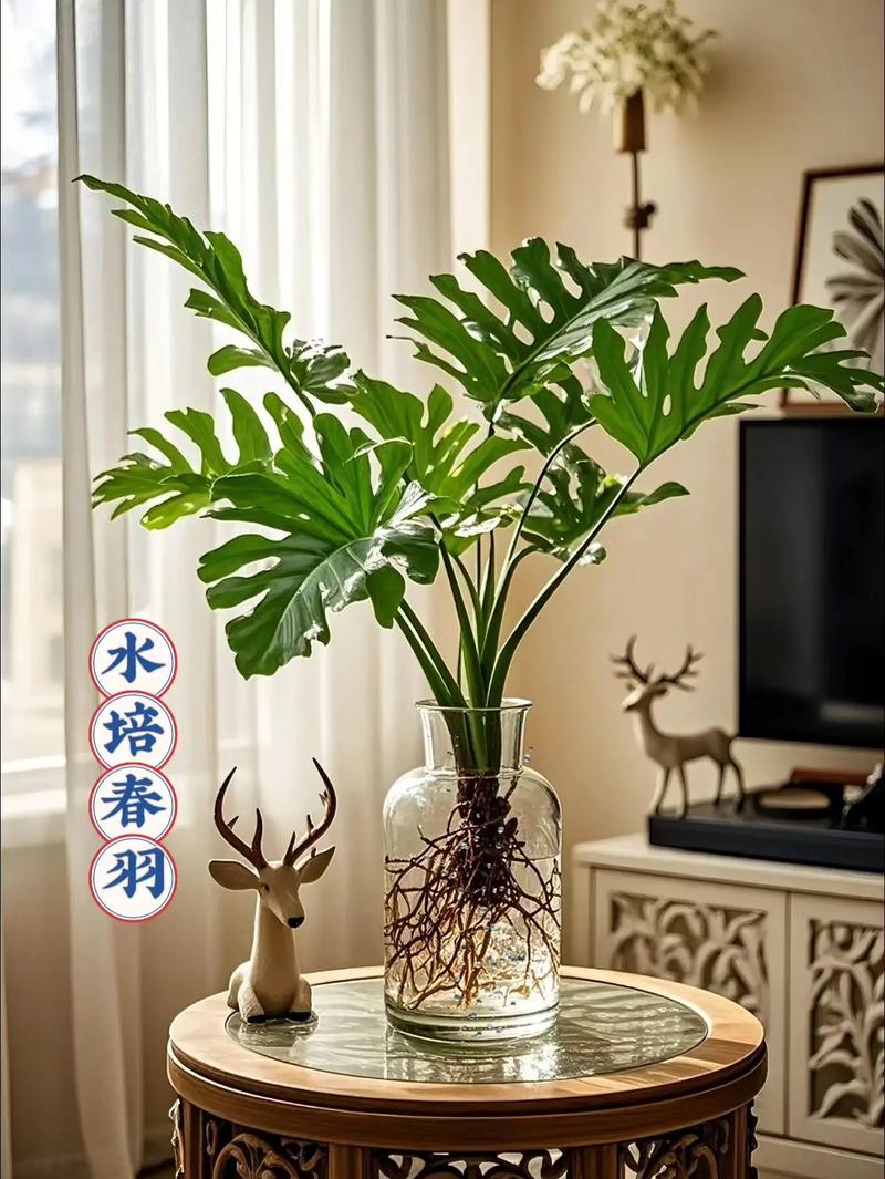 春羽怎么养？图片教你养护技巧-第1张图片-宁夏农业信息网