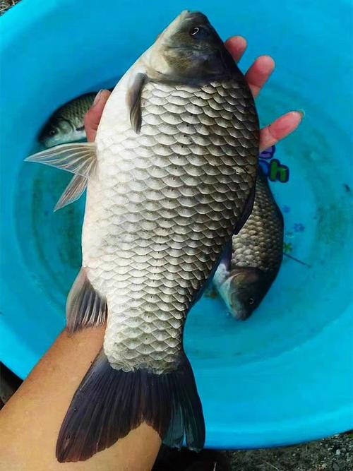 精养鲫鱼什么品种好？-第2张图片-宁夏农业信息网