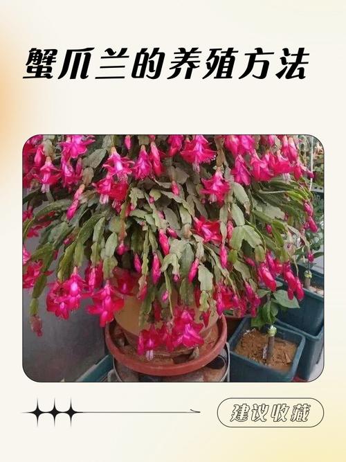 栽植蟹爪兰的正确方法-第1张图片-宁夏农业信息网