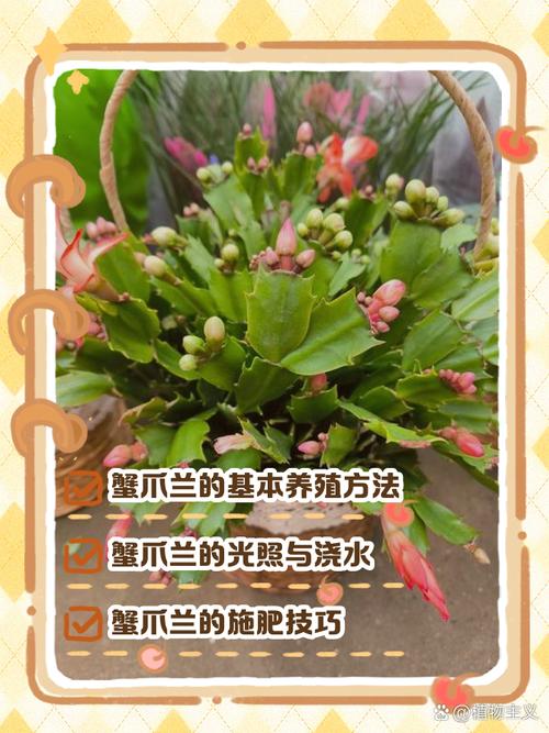 栽植蟹爪兰的正确方法-第2张图片-宁夏农业信息网