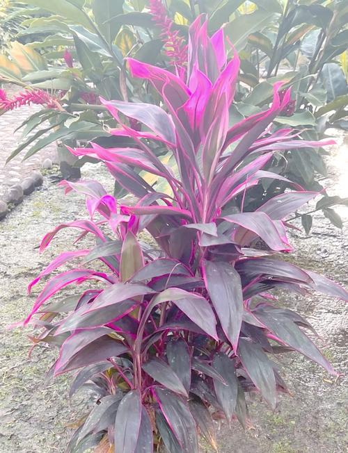 缟叶竹蕉怎么养？视频教你方法！-第1张图片-宁夏农业信息网